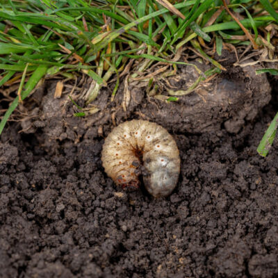 grub control