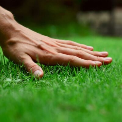 organic fertilisers
