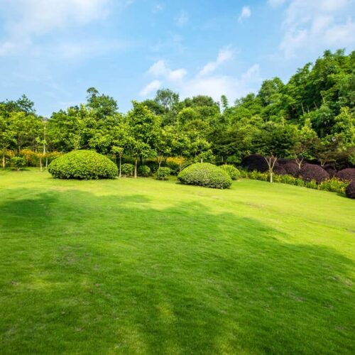 beautiful lawn