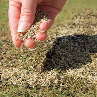 over seeding